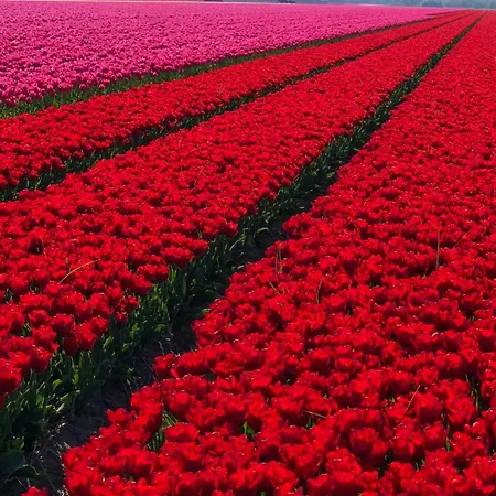 Kamp alanı Prachtig De Wadloper Westerland