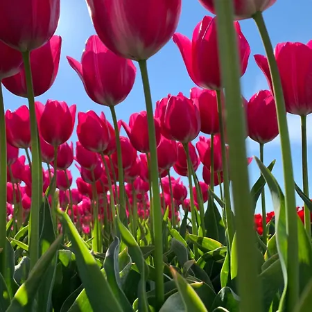 Prachtig De Wadloper Camping *